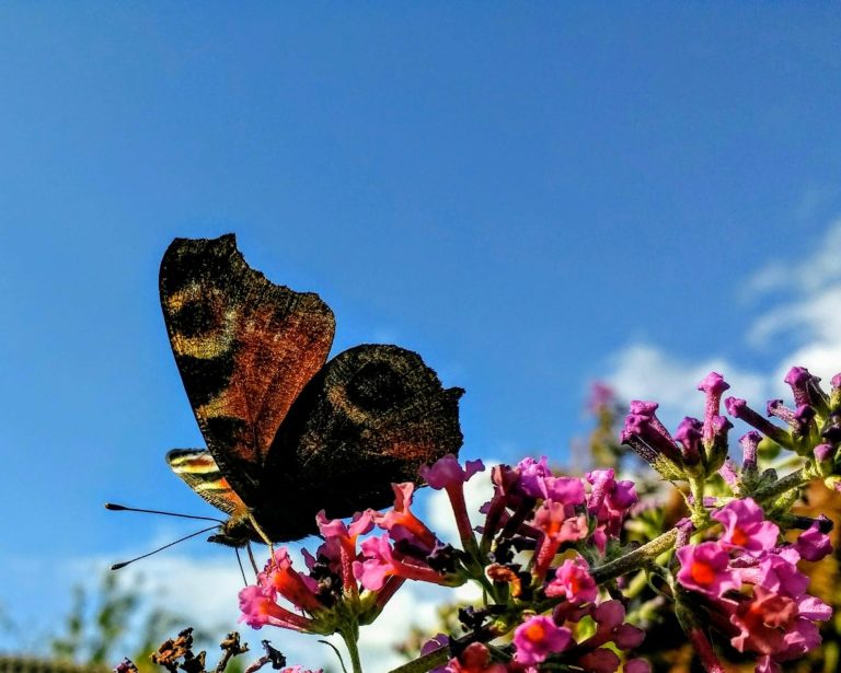 fotoboek natuurfoto's